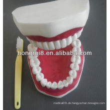 New Style Medical Dental Care Modell, Kunststoff Dental Modell der Zähne